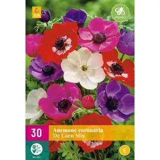 Compra ANÉMONA DE CAEN MIX XXL en la tienda online Fito Agrícola