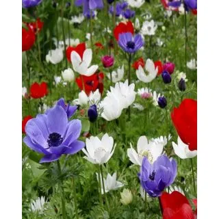 Compra ANÉMONA DE CAEN MIX (100 Unid.). en la tienda online Fito Agrícola