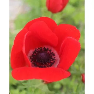 Compra ANÉMONA HOLLANDIA (100 Unid.). en la tienda online Fito Agrícola