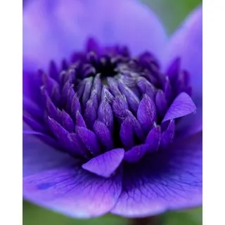 Compra ANÉMONA LORD LIEUTENANT (100 Unid.). en la tienda online Fito Agrícola