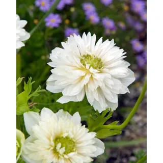 Compra ANÉMONA MOUNT EVEREST (100 Unid.). en la tienda online Fito Agrícola