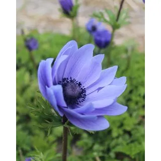 Compra ANÉMONA MR. FOKKER (100 Unid.). en la tienda online Fito Agrícola