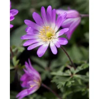 Compra ANÉMONA BLANDA CHARMER (100 Unid.). en la tienda online Fito Agrícola