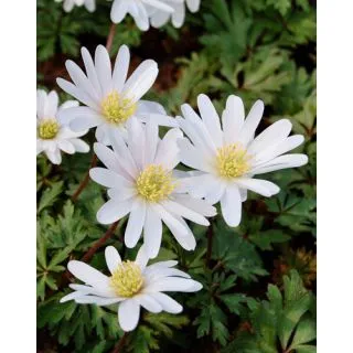 Compra ANÉMONA BLANDA WHITE SPLENDOUR (100 Unid.). en la tienda online Fito Agrícola