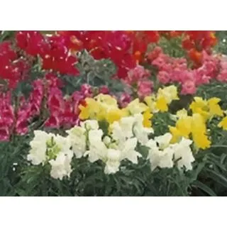 Compra ANTHIRRINUM SNAPSHOT MIX (240 Plantas) en la tienda online Fito Agrícola