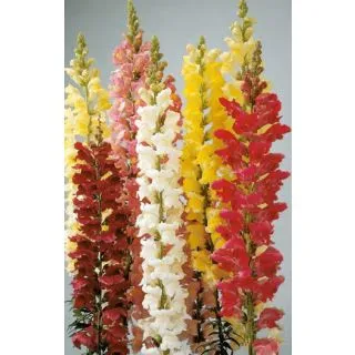 Compra ANTIRRHINUM ROCKET F1 MIX (1.000 Semillas) en la tienda online Fito Agrícola