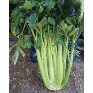 Compra APIO D’ELNE Pildorado (25.000 Semillas). en la tienda online Fito Agrícola