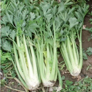 Compra APIO TALL UTAH 52/70 Pildorada (5.000 Semillas) en la tienda online Fito Agrícola