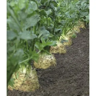 Compra APIO RÁBANO DIAMANT F1 Píldorada Pregerminada ECOLÓGICO (10.000 semillas) en la tienda online Fito Agrícola