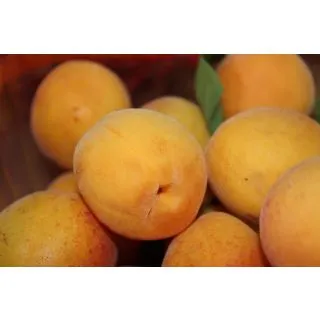 Compra ALBARICOQUERO TADEO en la tienda online Fito Agrícola