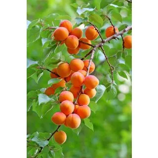 Compra ALBARICOQUERO MITGER en la tienda online Fito Agrícola