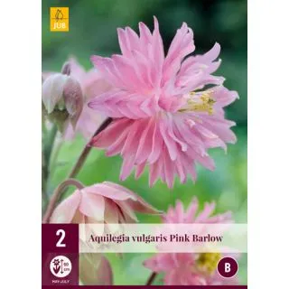 Compra AQUILEGIA PINK BARLOW en la tienda online Fito Agrícola