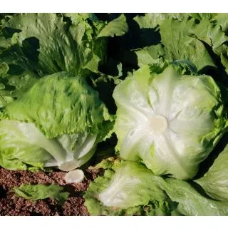 Compra LECHUGA ARAB Pildorada (25.000 Semillas) en la tienda online Fito Agrícola