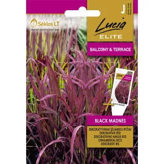 Compra ARROZ ORNAMENTAL NEGRO MADNES (2 gr. - Cerca de 80 Semillas) en la tienda online Fito Agrícola