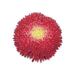 Compra ASTER DE CHINA BENPRINCESS ROJA (1.000 Semillas) en la tienda online Fito Agrícola