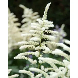 Compra ASTILBE JAPONICA WASHINGTON (25 Unid.). en la tienda online Fito Agrícola