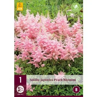 Compra ASTILBE JAPONICA PEACH BLOSSOM en la tienda online Fito Agrícola
