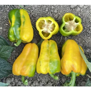 Compra PIMIENTO BACANO F1 (1.000 Semillas). en la tienda online Fito Agrícola