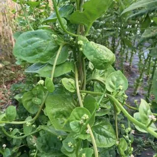 Compra BASELLE ALBA (Espinaca de Malabar) AB (50 Semillas). en la tienda online Fito Agrícola