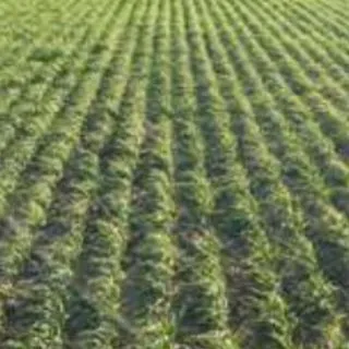 Compra GOLD WESTER ITALIANO (20 Kgr.). en la tienda online Fito Agrícola