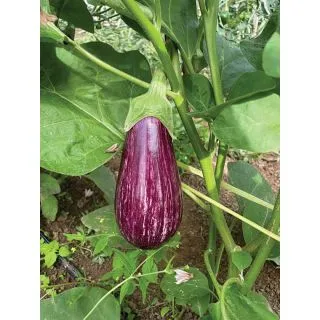 Compra BERENJENA ROXANNE F1 (50 Semillas) en la tienda online Fito Agrícola