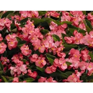 Compra BEGONIA BENARIENSIS BIG ROSA (Hoja Bronce) F1 (144 Plantas) en la tienda online Fito Agrícola