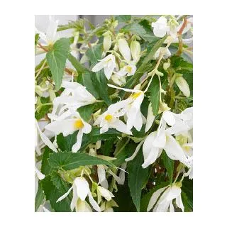 Compra BEGONIA BOLIVIENSIS SANTA BARBARA (10 Unid.). en la tienda online Fito Agrícola