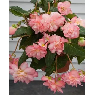 Compra BEGONIA CASCADE FLORENCE (25 Unid.). en la tienda online Fito Agrícola