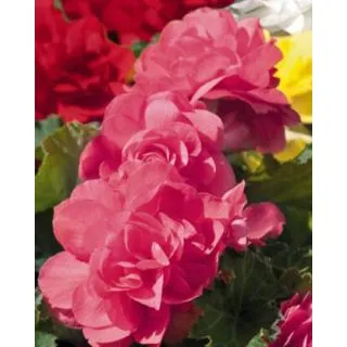 Compra BEGONIA GRANDIFLORA PINK (25 Unid.). en la tienda online Fito Agrícola