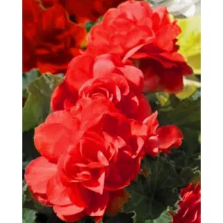 Compra BEGONIA GRANDIFLORA RED (25 Unid.). en la tienda online Fito Agrícola