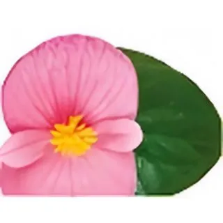 Compra BEGONIA VIKING XL GREEN COLOR ROSA (144 Plantas). en la tienda online Fito Agrícola