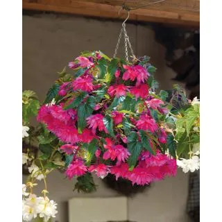 Compra BEGONIA PENDULA PINK (25 Unid.). en la tienda online Fito Agrícola