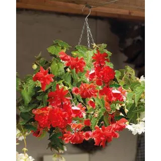 Compra BEGONIA PENDULA RED (25 Unid.). en la tienda online Fito Agrícola