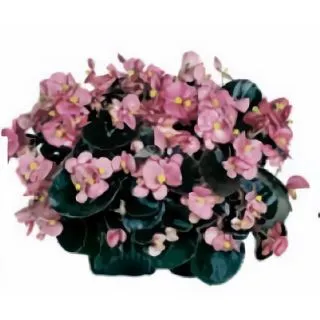 Compra BEGONIA COCKTAIL ROSA (Hoja Bronce) SEMPERFLORENS (240 Plantas) en la tienda online Fito Agrícola