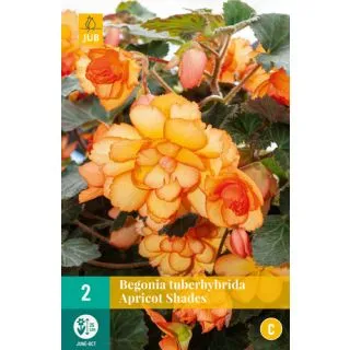 Compra BEGONIA TUBERHYBRIDA APRICOT SHADES en la tienda online Fito Agrícola