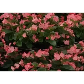 Compra BEGONIA BENARIENSIS BIG ROSA (Hoja Verde) F1 (144 Plantas) en la tienda online Fito Agrícola