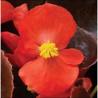Compra BEGONIA BRONZE LEAF SCARLET Pildorada F1 (1.000 Semillas) en la tienda online Fito Agrícola