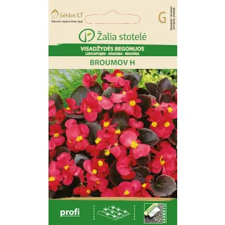 Compra BEGONIA BROUMOVA F1 (50 Semillas) en la tienda online Fito Agrícola