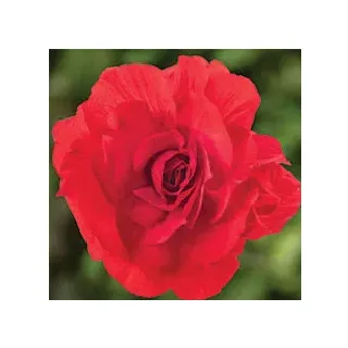 Compra BEGONIA LIMITLESS® DARK RED Pildorada F1 (1.000 Semillas) en la tienda online Fito Agrícola