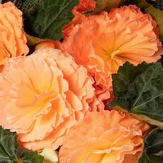 Compra BEGONIA LIMITLESS® COMPACT SALMON SHADES Pildorada F1 (1.000 Semillas) en la tienda online Fito Agrícola