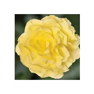 Compra BEGONIA LIMITLESS® LEMON Pildorada F1 (1.000 Semillas) en la tienda online Fito Agrícola