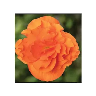 Compra BEGONIA LIMITLESS® ORANGE Pildorada F1 (1.000 Semillas) en la tienda online Fito Agrícola