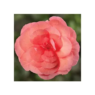 Compra BEGONIA LIMITLESS® SALMON ROSE Pildorada F1 (1.000 Semillas) en la tienda online Fito Agrícola