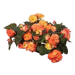 Compra BEGONIA LIMITLESS® SORBET Pildorada F1 (1.000 Semillas) en la tienda online Fito Agrícola