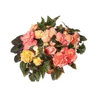 Compra BEGONIA LIMITLESS® SUNRISE Pildorada F1 (1.000 Semillas) en la tienda online Fito Agrícola