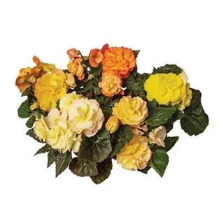 Compra BEGONIA LIMITLESS® SUNSET Pildorada F1 (1.000 Semillas) en la tienda online Fito Agrícola
