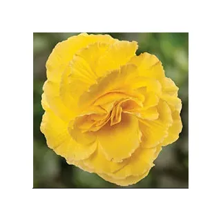 Compra BEGONIA LIMITLESS® YELLOW Pildorada F1 (1.000 Semillas) en la tienda online Fito Agrícola