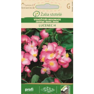 Compra BEGONIA LUCENEC F1 (50 Semillas) en la tienda online Fito Agrícola