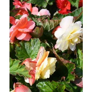 Compra BEGONIA PASTEL WAVE MIX (25 Unid.). en la tienda online Fito Agrícola