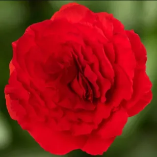 Compra BEGONIA LIMITLESS® COMPACT VELVET RED Pildorada F1 (1.000 Semillas) en la tienda online Fito Agrícola